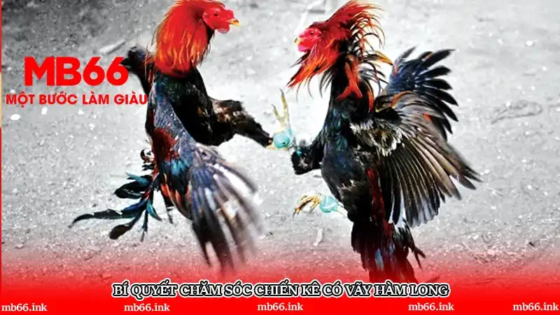 Bí quyết chăm sóc chiến kê có vãy hàm long